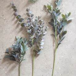 SPEEDTSBERG 194866 Eukalyptus