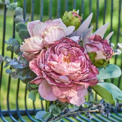 SPEEDTSBERG 215034 Georgine